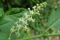 Phytolacca americana